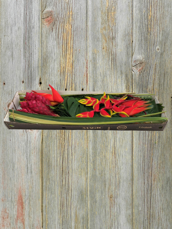 FIESTA MINI TROPICAL FLOWERS & FOLIAGES COMBO BOX